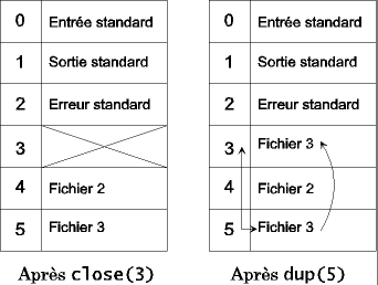Application des opérations close et dup